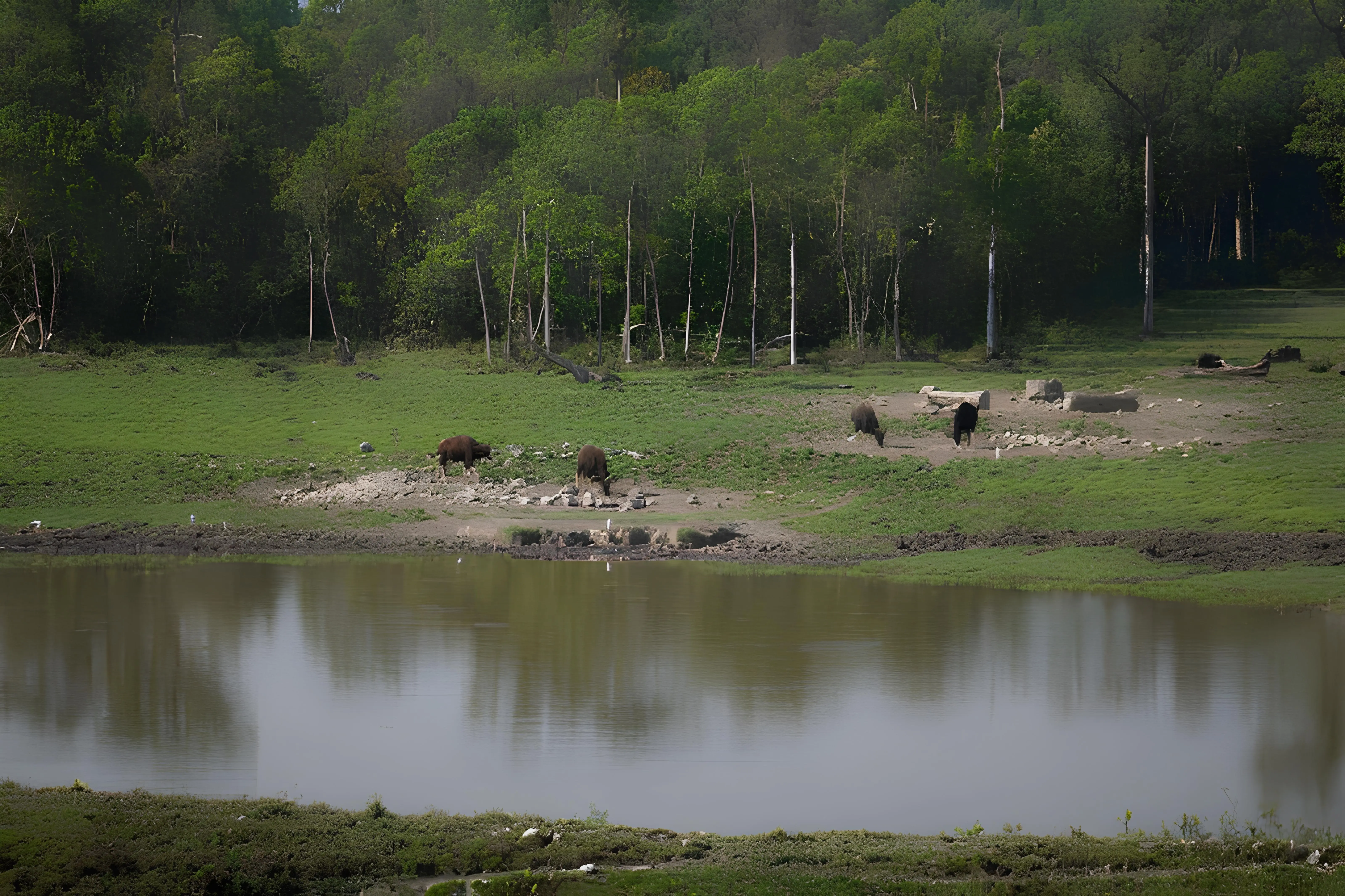 Offbeat Dooars ( Gorumara 3 Nights / 4 Days)